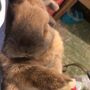 Meet your Posher, Joy